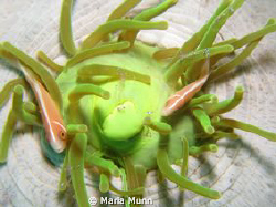 It's Cleaning Time - Taken in Lembeh Straits with Canon P... by Maria Munn 